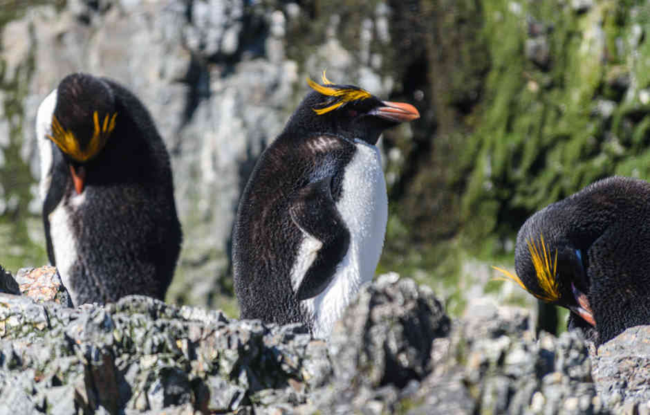 Pingüino Macaroni - islas Georgias del Sur 15.jpg